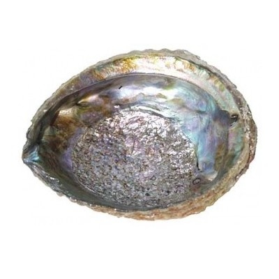 Abalone schelp, extra large 16-18cm